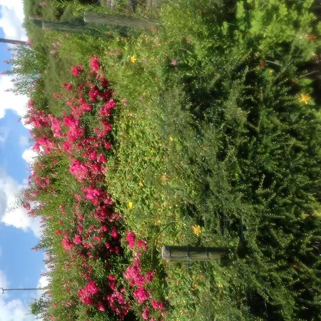 Innisfree Bunratty